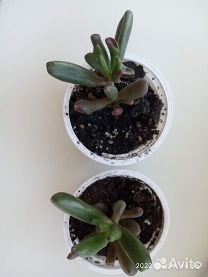 Толстянка хоббит