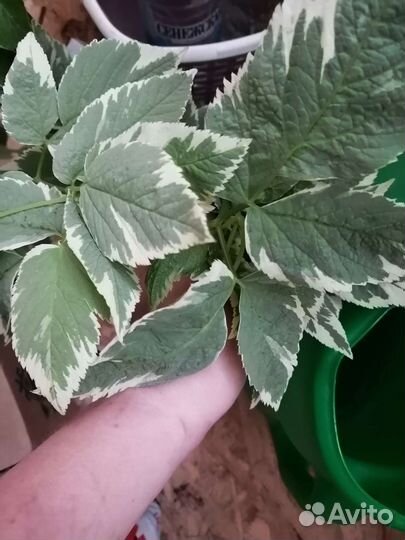 Сныть декоративная