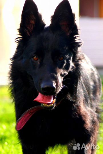 Черная немецкая овчарка