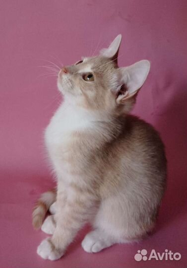 Кошка в дар