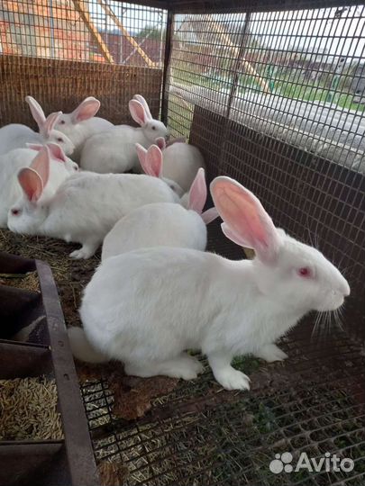 Белый Паннон