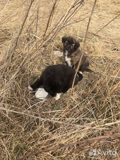 Щенок с белой грудкой