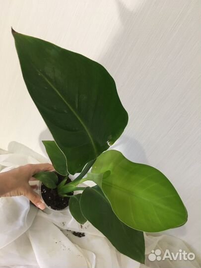 Стрелиция Николая