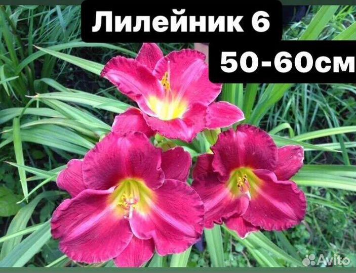 Продам цветы