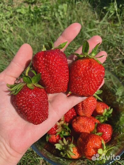 Рассада клубники Лорд