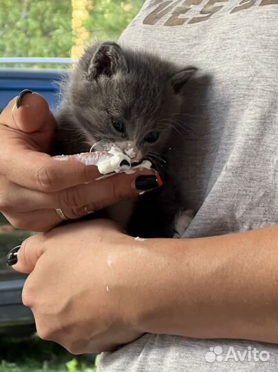 Котенок