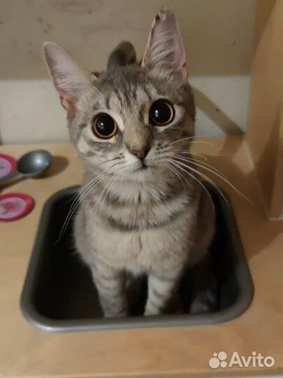 Молодая кошка