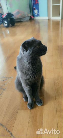 Отдам кота в добрые руки
