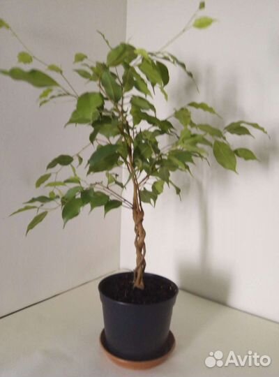 Фикус Бенджамина, плетёный ствол