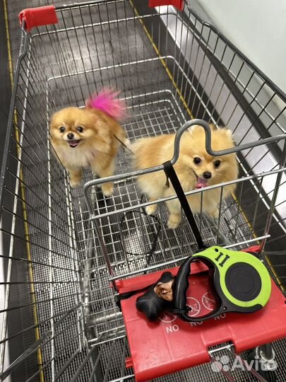 Отель для собак (животных ) Догситтер от 850