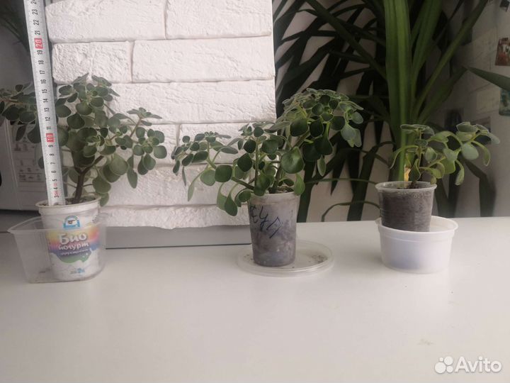 Аихризон (Дерево любви)