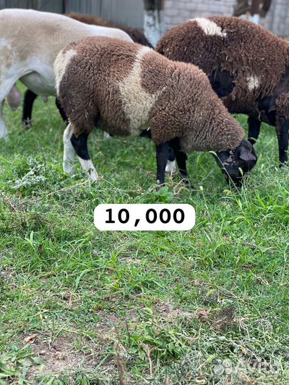 Бараны дорпер