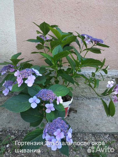 Гортензия саженцы Эльбталь Ванилла Фрейз