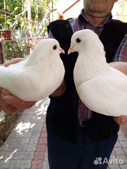 Голуби для свадьбы