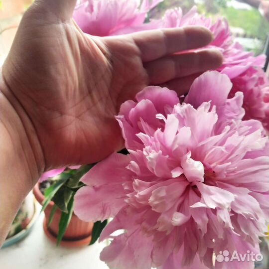 Пион розовый ранний(корни)