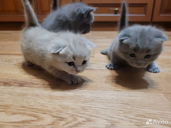 Британская