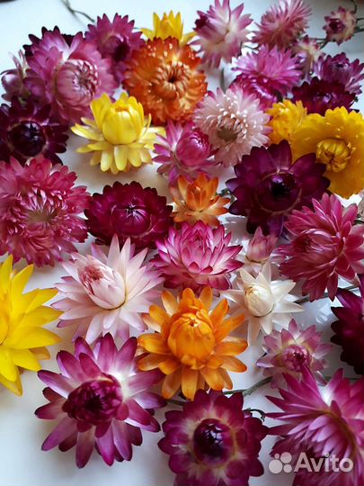 Гелихризум (сухоцвет)