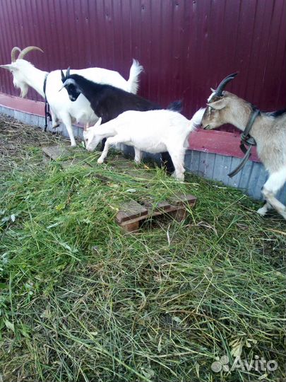 Навоз козий и перепелиный