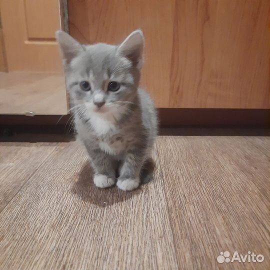 Котята отдам бесплатно
