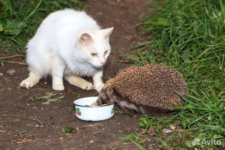 Еж ежик европейский