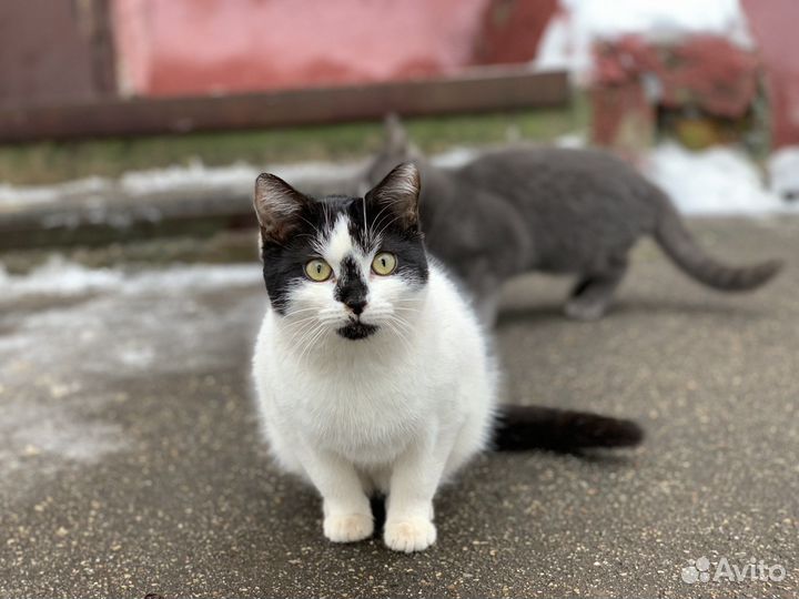 Черно-белый котик с черным носиком