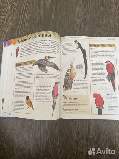 Детская энциклопедия