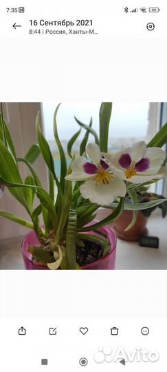 Орхидея мильтония