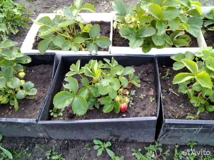 Ящики мини грядки