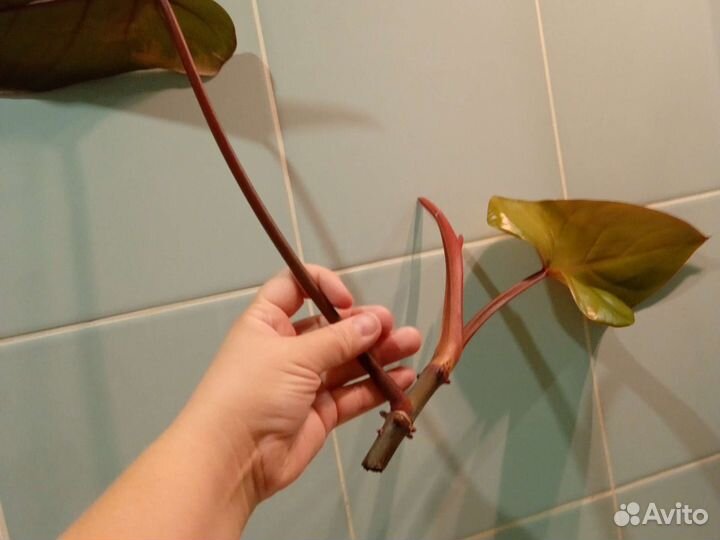 Филодендрон краснеющий