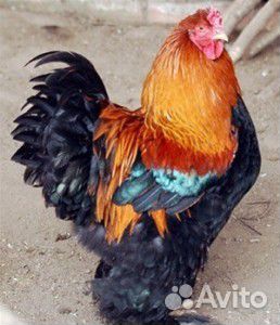 Петух брама