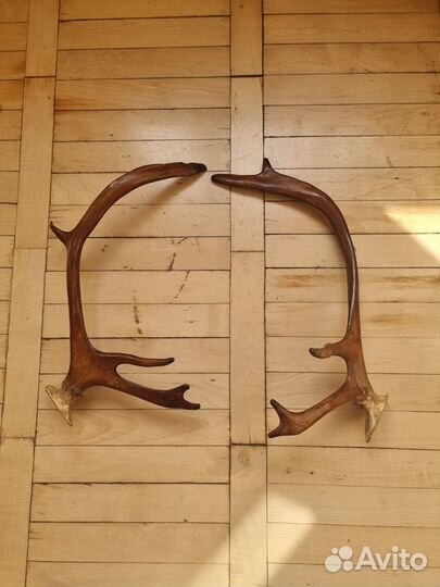 Продам рога