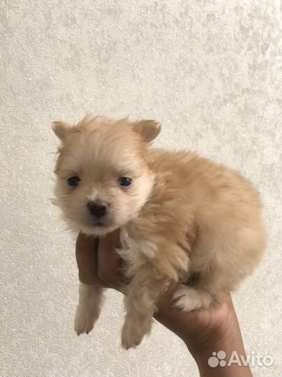 Милые малыши