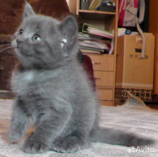 Блю-Маленький дымчато-голубой мальчик 1.5мес