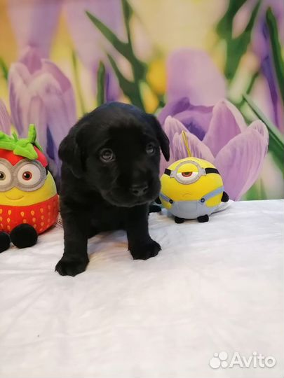 Щенки лабрадора