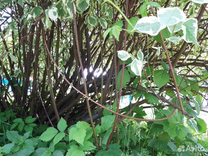 Дерен белоокаймленный кустики отростки