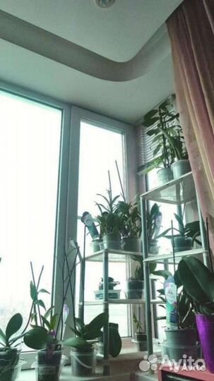 Орхидеи сортовые отцвели много