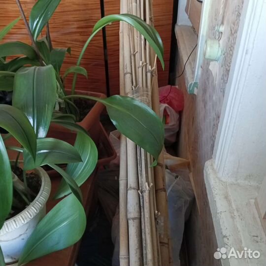 Бамбуковые хлысты