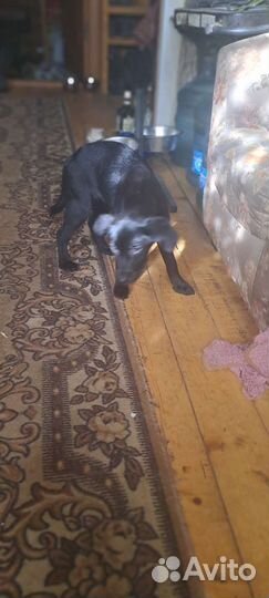 Собака щенки лабрадора