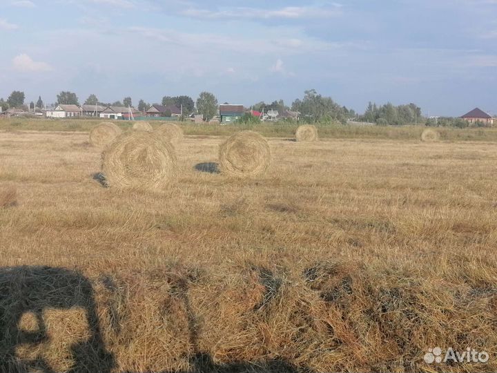 Сено рулонах 2023
