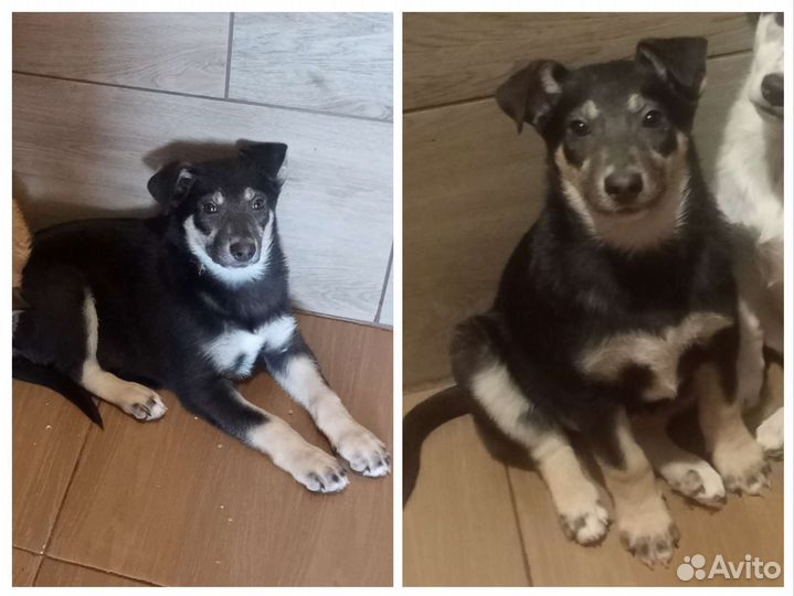 Щенок 4 мес привит