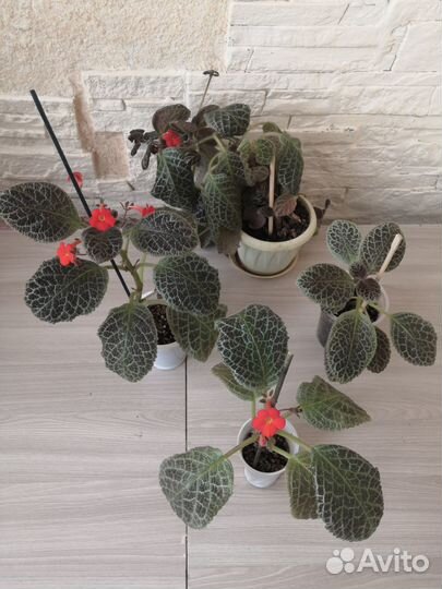 Цветы комнатные Декабрист, Эписция и Фикус