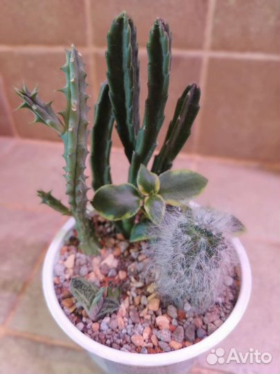 Суккуленты