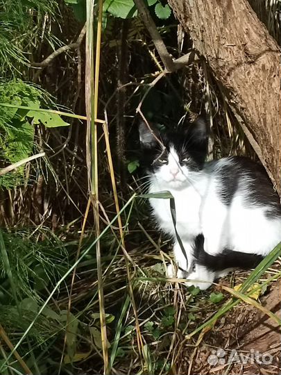 Котята в добрые руки бесплатно