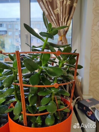 Толстянка Живое дерево Крассула Денежное дерево