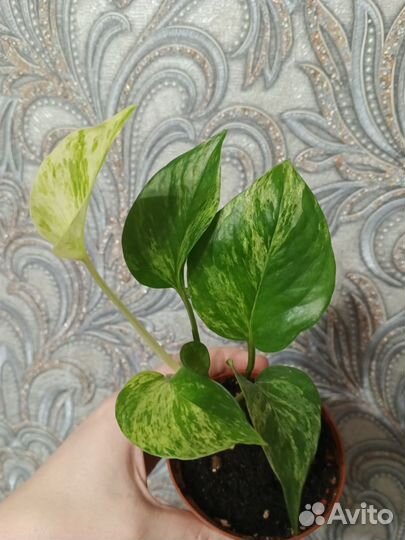 Сциндапсус, Эпипремнум