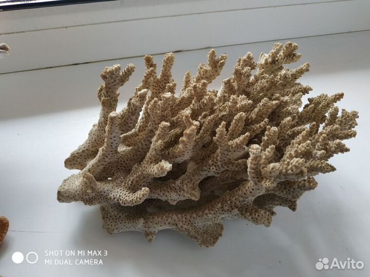 Набор морские кораллы и ракушки для аквариума