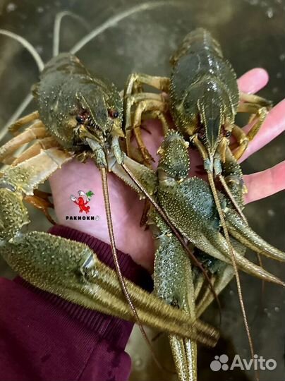 Раки от 3 кг