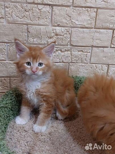 Котята мейн-кун с документами