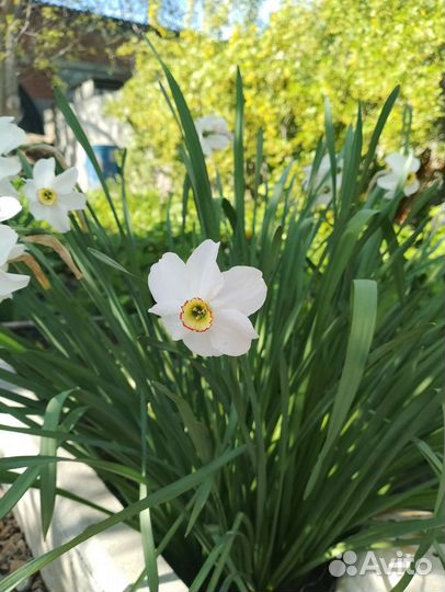 Уличные цветули и фиалки