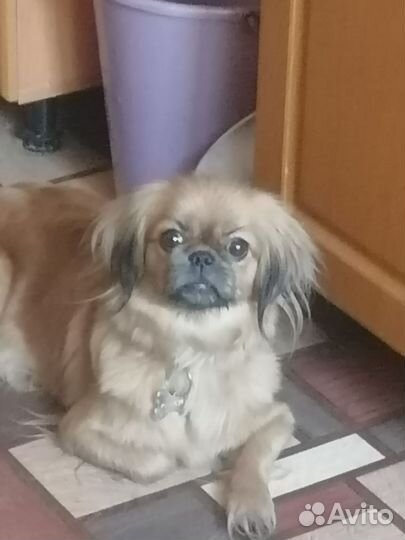 Щенки пекинеса